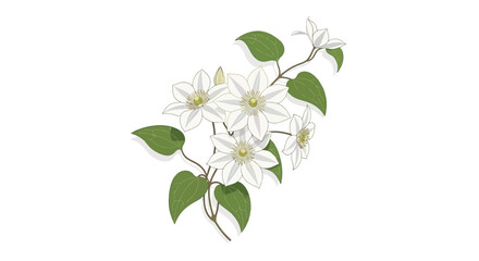 Fototapeta premium Elegant clematis vector illustration isolated on a pristine white space