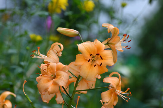 Blooming orange Tiger Lily Pearl Stacy