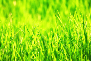 Texture of green fresh grass, rice field close-up