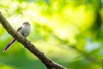 枝にとまるエナガ