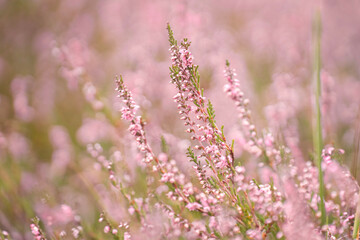 Beautiful pink blooming heather in the summer 