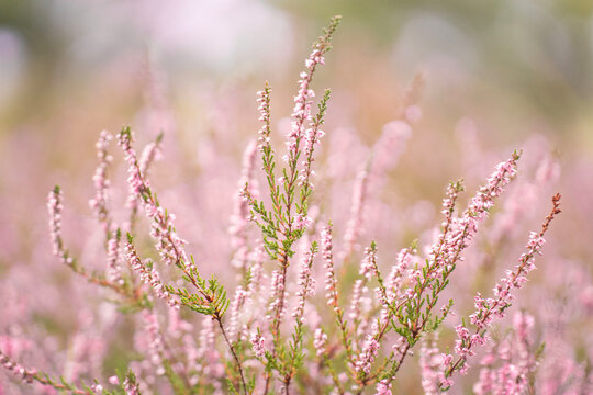 Beautiful pink blooming heather in the summer 