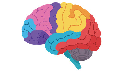 Colorful anatomical illustration of the human brain divided into distinct functional lobes and cerebellum with a white background for clear visual representation