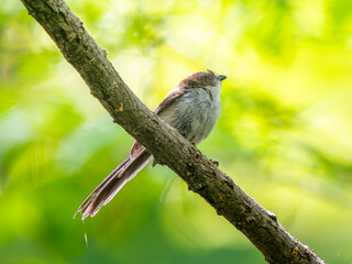 枝にとまるエナガ