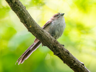 枝にとまるエナガ
