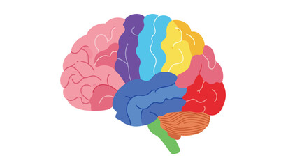Colorful illustration of the human brain with distinct lobes and regions highlighted in vibrant contrasting colors against a clean white background