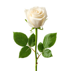 A delicate white rose with vibrant green leaves against a clean white background, symbolizing purity and new beginnings