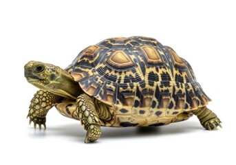 Fototapeta premium Leopard tortoise with intricate shell pattern on white background