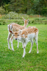 Two small beautiful fallow deer with spotted fur stand on a green lawn in a wildlife park