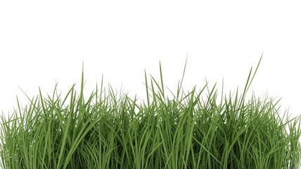 Obraz premium green grass isolated on white