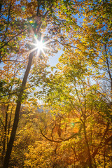Obraz premium Golden light filters through vibrant autumn leaves, the sun's warm rays bursting through the colorful forest canopy