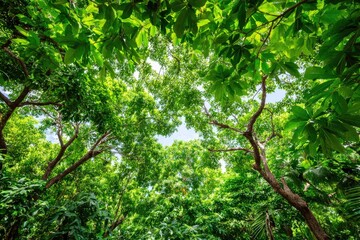 Obraz premium Lush green forest canopy viewed from below (2)