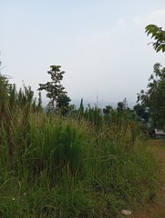 The forest