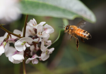 bee flying towards flower