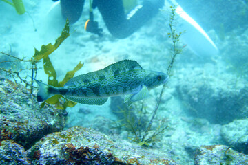 Fototapeta premium 岩場の海底を泳ぐ魚と背後に映るダイバーの姿を捉えた水中風景