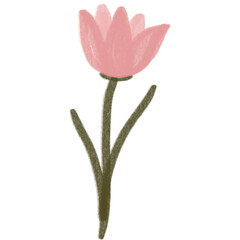 pink tulip isolated