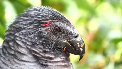 close up of a parrot