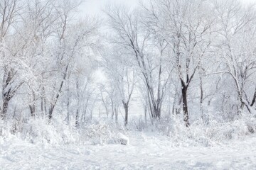 Snowy forest landscape.  A winter wonderland