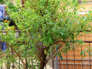 alberello mandarini cinesi 