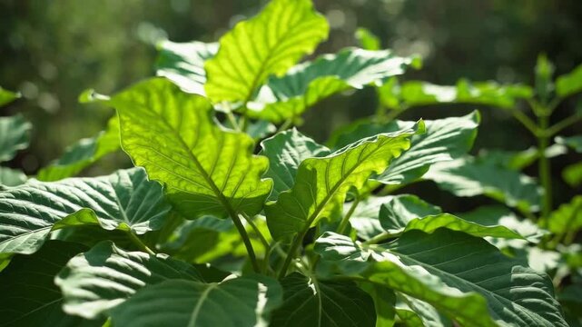 Herbaceous Plant Known as Gotu Kola, Centella Asiatica, or Asiatic Pennywort