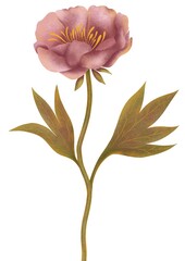 Watercolor pink peony on a long stem with leaves on a white background. Hand drawn botanical illustration.