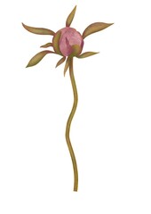 Watercolor pink peony on a long stem with leaves on a white background. Hand drawn botanical illustration.