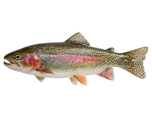 Side view of a colorful trout