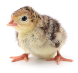 Cute turkey chick isolated on white background