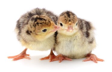 Two turkey chicks isolated on white background