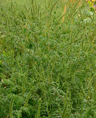 Ambrosia artemisiifolia plant with green pollen flowers in summer field