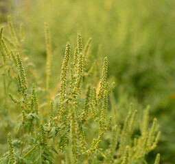 Ambrosia artemisiifolia plant with green pollen flowers in summer field
