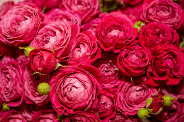 Natural red roses background. fresh dark red roses close up texture background