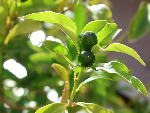 mandarini cinesi acerbi