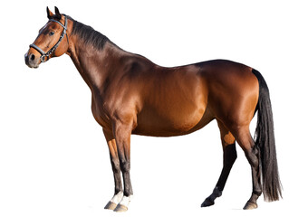 Bay horse standing Isolated on Transparent or White Background.