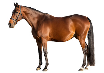 Obraz premium Bay horse standing Isolated on Transparent or White Background.