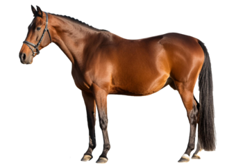 Bay horse standing Isolated on Transparent or White Background.