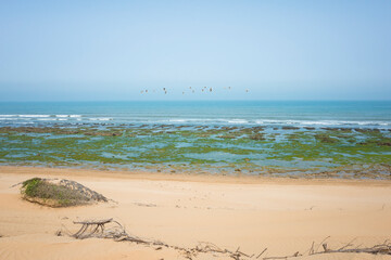 Wide Atlantic beach south of Essaouira at low tide: dry branches on golden sand meet algae-covered rocks, leading to white waves under hazy blue skies with distant seagulls