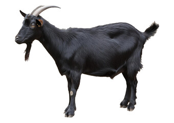 Fototapeta premium Black goat Isolated on Transparent or White Background.