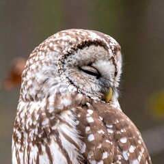 Sleepy owl close-up