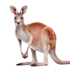 Cute Kangaroo Looking Playful in Studio Environment with Soft Lighting and Neutral Background