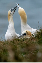 Northern Gannets rubbing beaks to show affection
