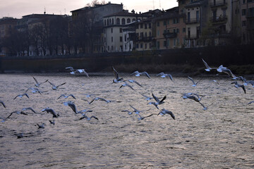 Florenz birds 