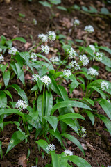 Sol forestier recouvert de fleurs d'ail des bois (ail sauvage, ail d'ours, ail des bois, Allium ursinum, Amaryllidaceae). Scène printanière en France.