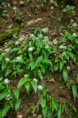 Sol forestier recouvert de fleurs d'ail des bois (ail sauvage, ail d'ours, ail des bois, Allium ursinum, Amaryllidaceae). Scène printanière en France.