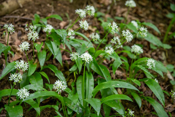 Sol forestier recouvert de fleurs d'ail des bois (ail sauvage, ail d'ours, ail des bois, Allium ursinum, Amaryllidaceae). Scène printanière en France.