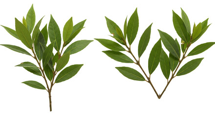Two sprigs of green bay laurel leaves with brown stems isolated against a white background studio shot
