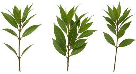 Three sprigs of bay laurel with green leaves and brown stems isolated on a white background studio shot