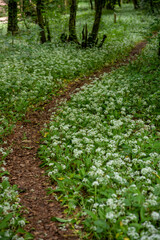 Naklejka premium Sol forestier recouvert de fleurs d'ail des bois (ail sauvage, ail d'ours, ail des bois, Allium ursinum, Amaryllidaceae). Scène printanière en France.