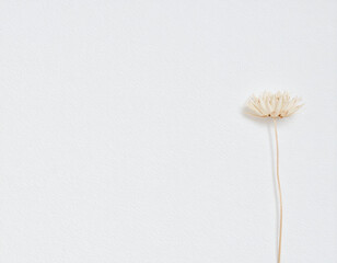 Delicate pastel colored dried flower stem on a soft grey background