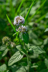 Mint plant blooms in a lush green environment